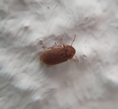 Stegobium