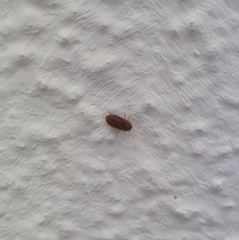 Stegobium