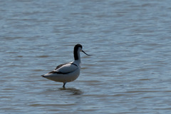 Recurvirostra avosetta