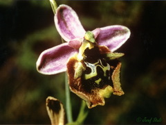 Ophrys fuciflora maxima