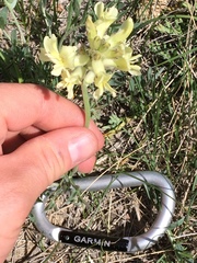 Oxytropis sericea speciosa