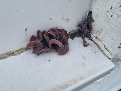 Auricularia auricula-judae