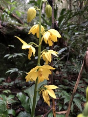 Calanthe striata