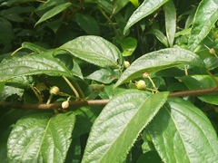 Clematoclethra scandens