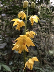 Calanthe striata