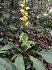 Calanthe striata