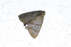 Eulepidotis juncida