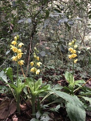 Calanthe striata