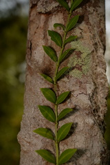Psychotria serpens