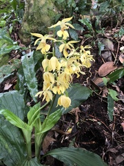 Calanthe hsinchuensis