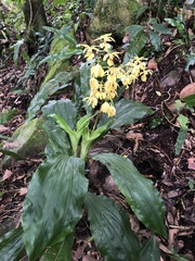 Calanthe hsinchuensis