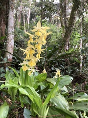 Calanthe hsinchuensis