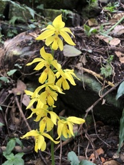 Calanthe striata