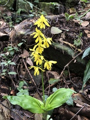 Calanthe striata