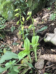 Calanthe striata