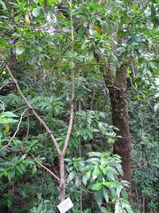 Tarenna pavettoides pavettoides