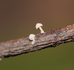 Marasmiellus affixus