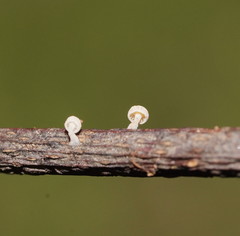 Marasmiellus affixus