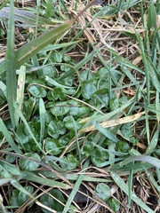 Ficaria verna