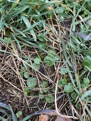 Ficaria verna