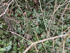 Galanthus nivalis