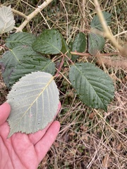 Rubus armeniacus