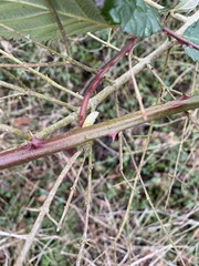 Rubus armeniacus