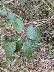 Rubus armeniacus