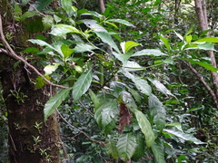 Tarenna pavettoides pavettoides