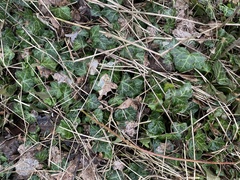 Hedera helix