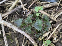 Urtica dioica