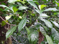 Tarenna pavettoides pavettoides