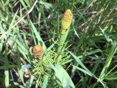 Equisetum fluviatile