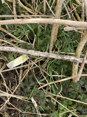 Urtica dioica