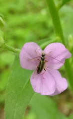 Pidonia ruficollis