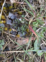 Cardamine hirsuta