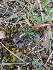Cardamine hirsuta