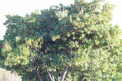 Arbutus unedo