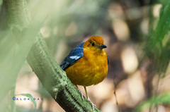 Geokichla citrina
