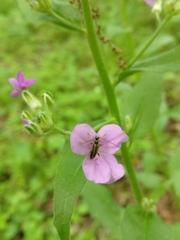 Pidonia ruficollis