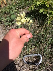 Oxytropis sericea speciosa