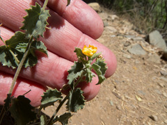 Abutilon parvulum