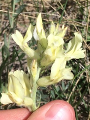 Oxytropis sericea speciosa