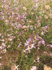 Matthiola maroccana