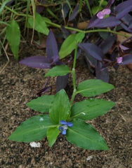 Commelina erecta
