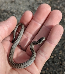 Coronella austriaca austriaca