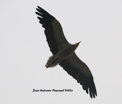 Neophron percnopterus