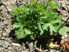 Ranunculus breyninus