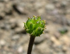 Ranunculus breyninus