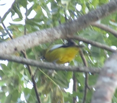 Icterus leucopteryx